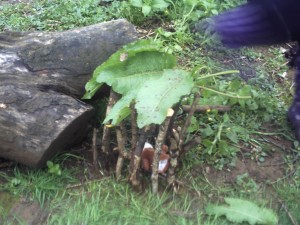 DuchyForest3