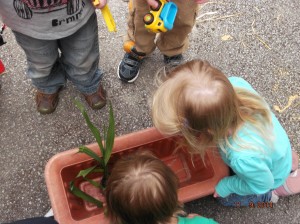 Helston planting