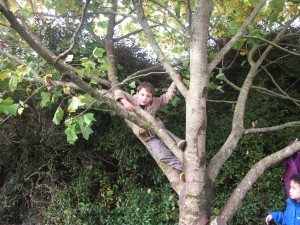 Camborne holiday club climbing tree boy