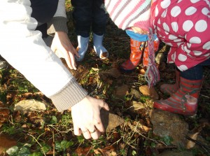 CC tods forest2