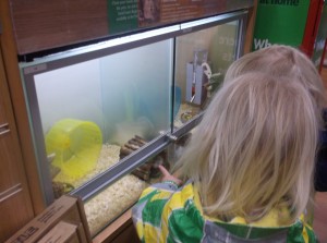 CC pets at home 2