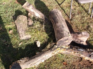 marjon wood1